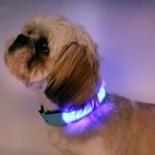 LED Reflective Dog Collar USB Rechargeable